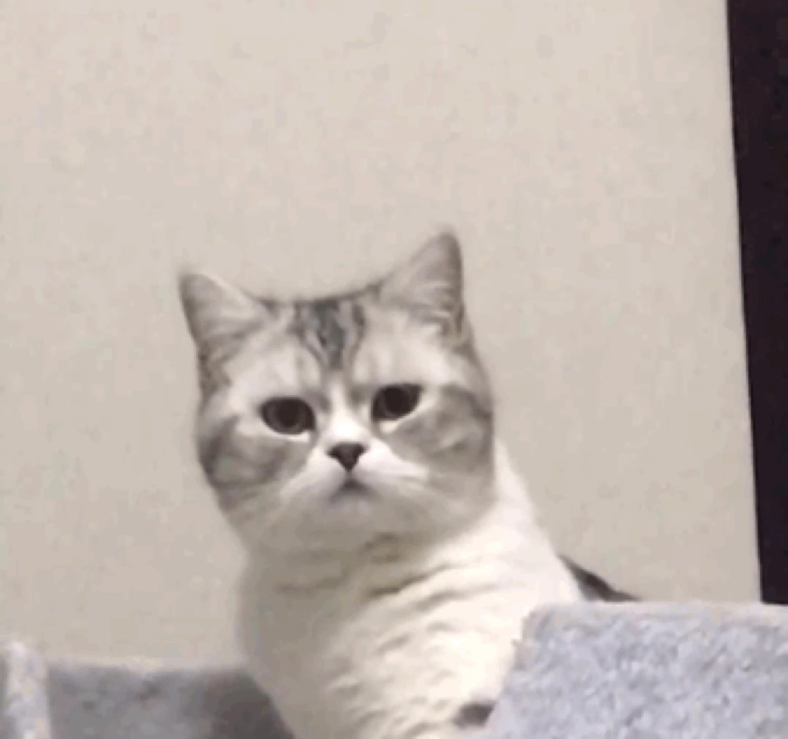 Cat confused gif